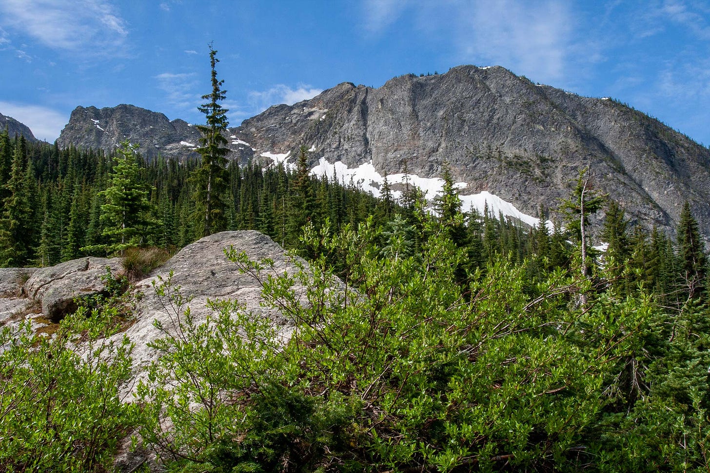 rocky peak with lingering snow at the base behind a slope of conifers and a large gray low boulder and bright green shrubs