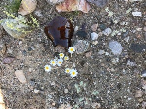 mojave flowers