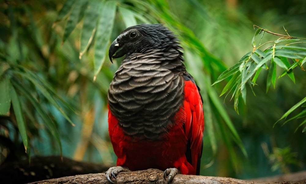 The Dracula parrot is intimidating - Australian Geographic