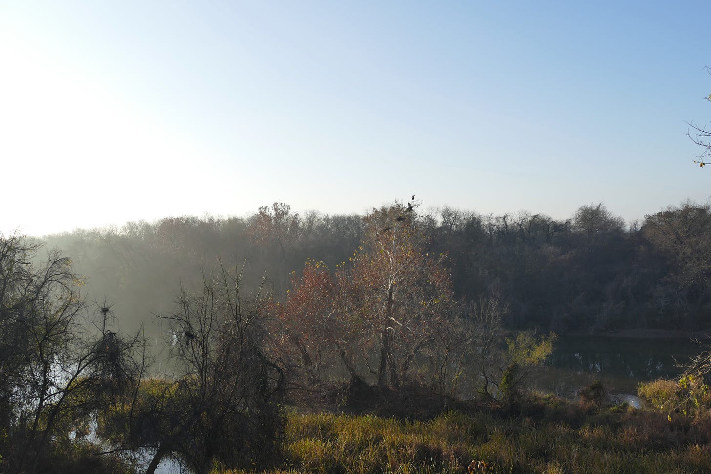 Picture of sunrise on the wooded urban river, with a tall sycamore in the center in which you can just make out the silhouettes of a half-dozen great blue herons