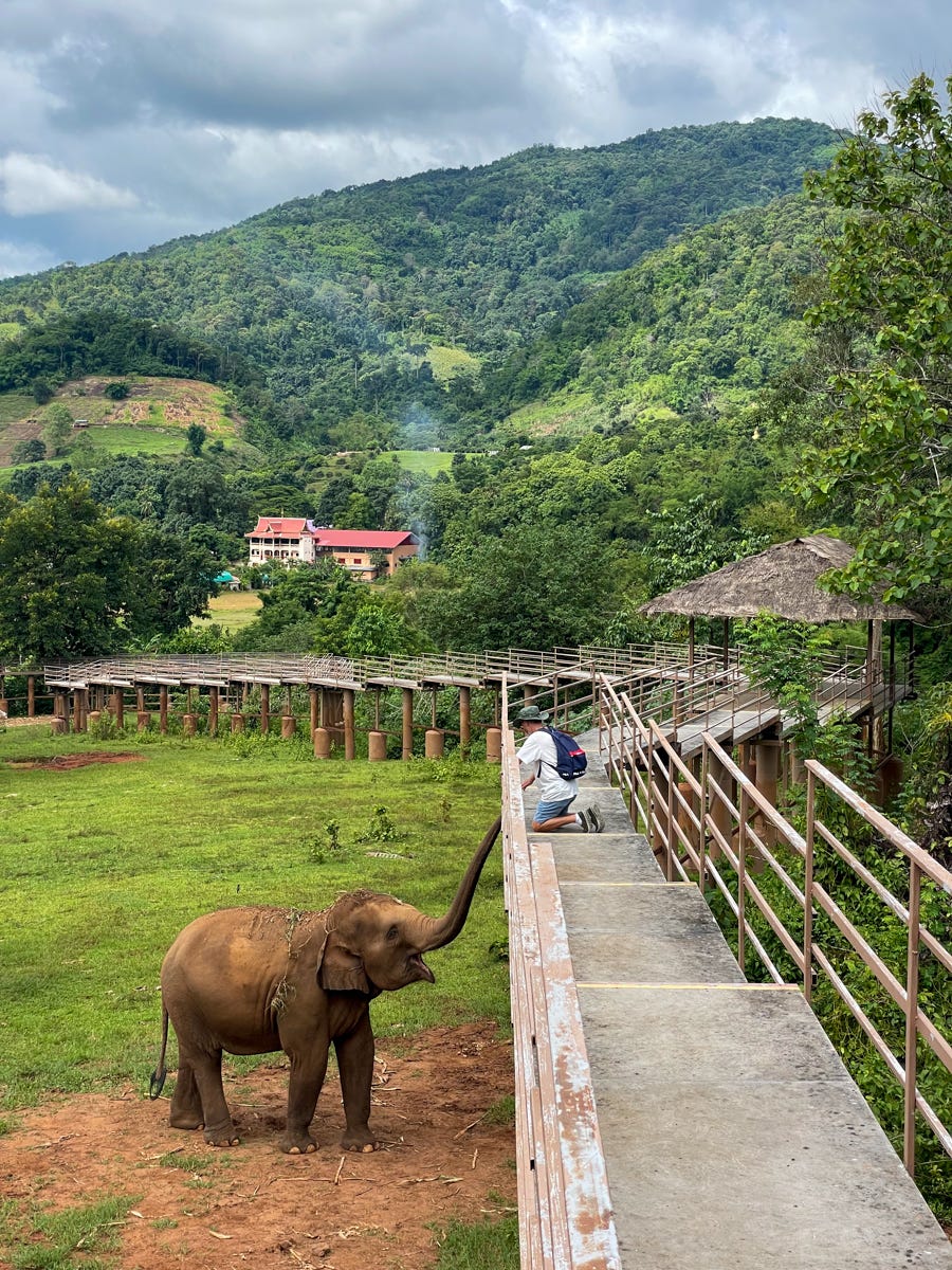 Elephant  Nature Park in Chiang Mai