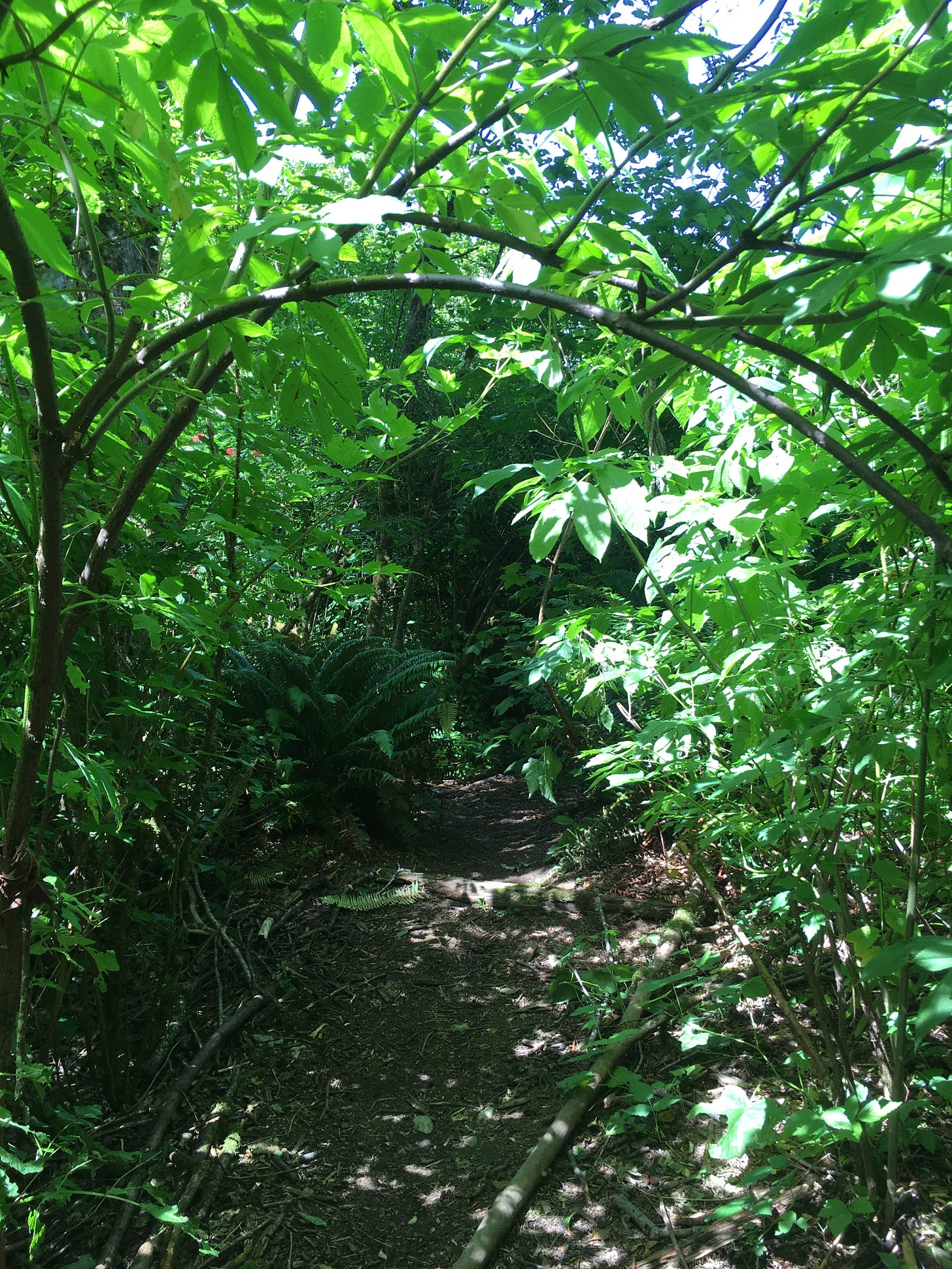 green growth on branches! green ferns and a brown dirt path with a tender natural archway over the path close to the camera. sunlight shining through openings.