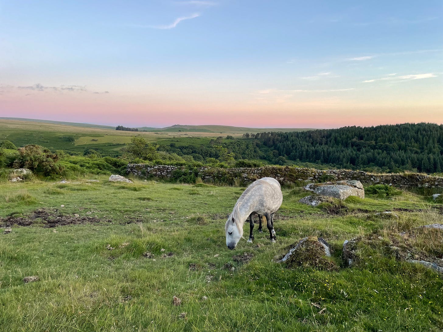 A white speckled pony grazes on the grass in Dartmoor National Park as the sun sets pink behind it