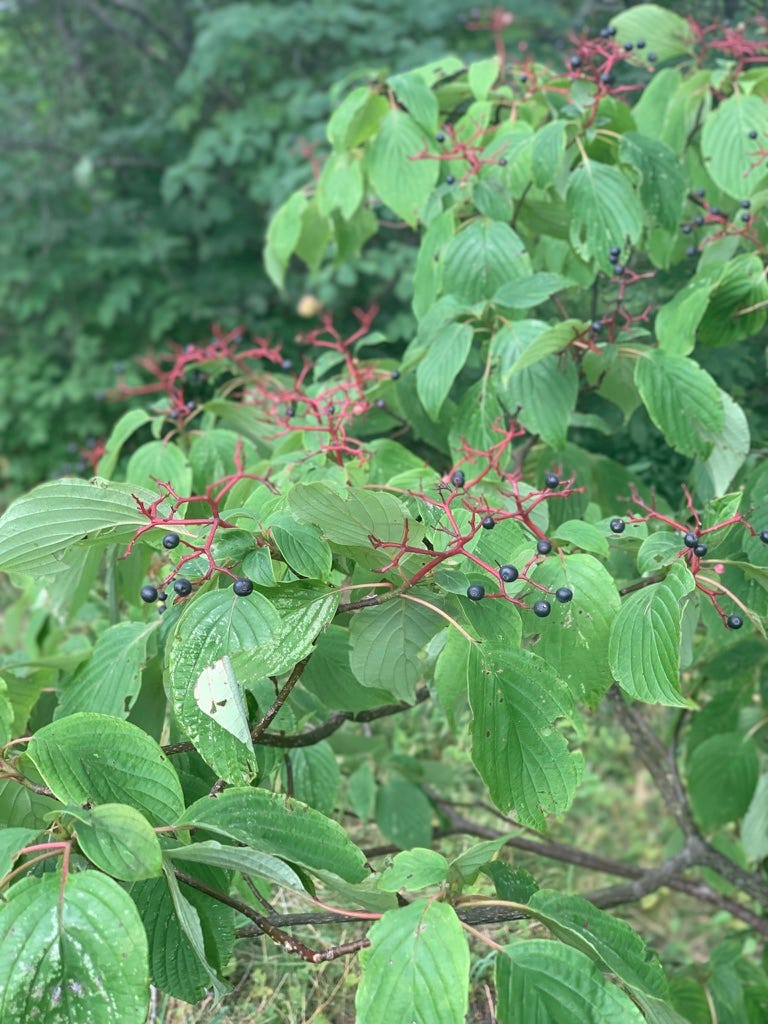 red stems with oblong green leaves and dark blue, almost black berries, on the stems