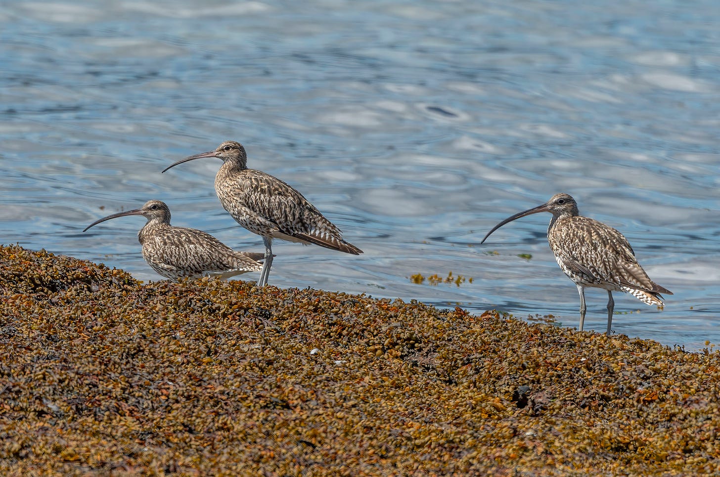 Photo of three curlew standing on a seaweed-covered rock
