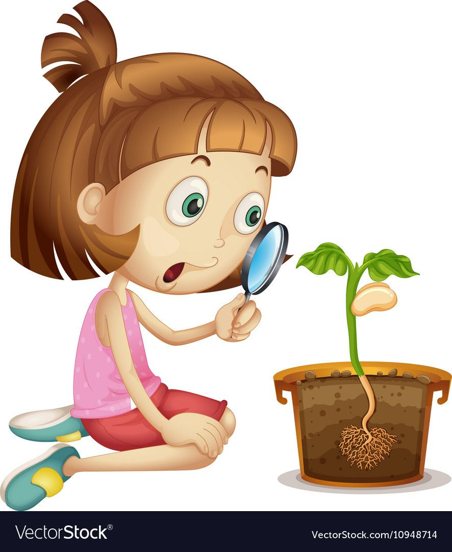 Girl observing plant growing in pot vector image on VectorStock | Preschool  themes, Preschool activities, School murals