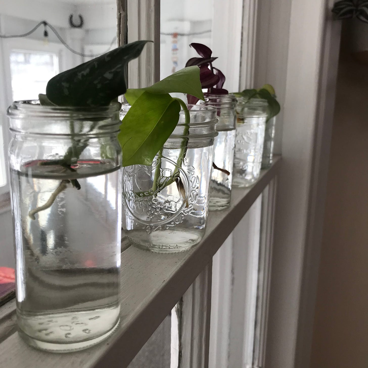A series of jars with pothos cuttings, growing roots