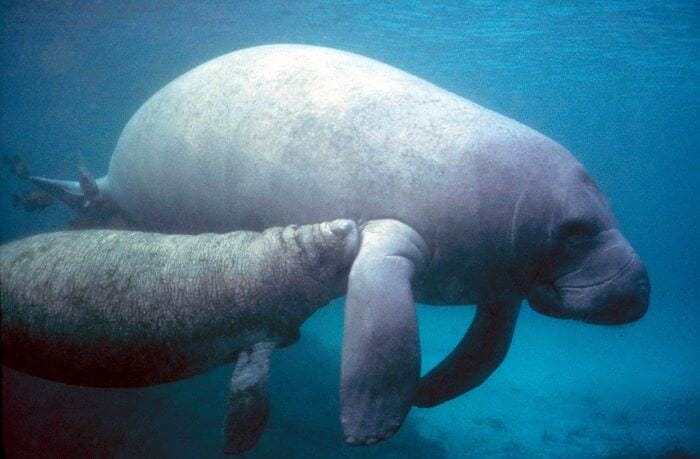 West Indian Manatee and Calf