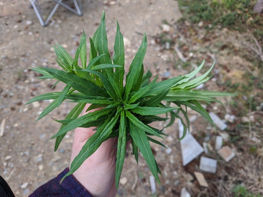 my hand holds a bunch of harvested fireweed leaves