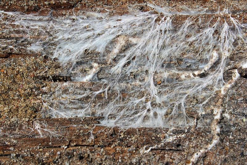 Fungus mycelium decaying wood beam. Dry rot, Serpula lacrymans and mine funguc, Fibroporia vaillantii stock photos