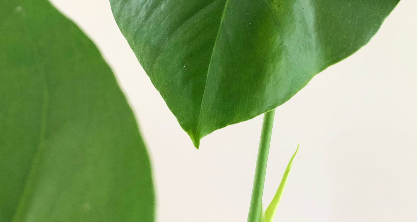 Close-up of a monstera leaf and a shoot emerging from the side