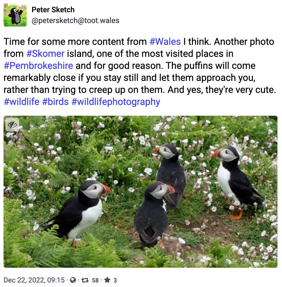 Welsh puffins