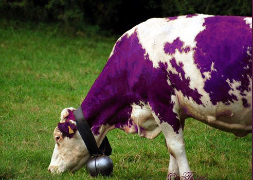 Purple cow Seth Godin | summary and ideas about innovation | Call ...