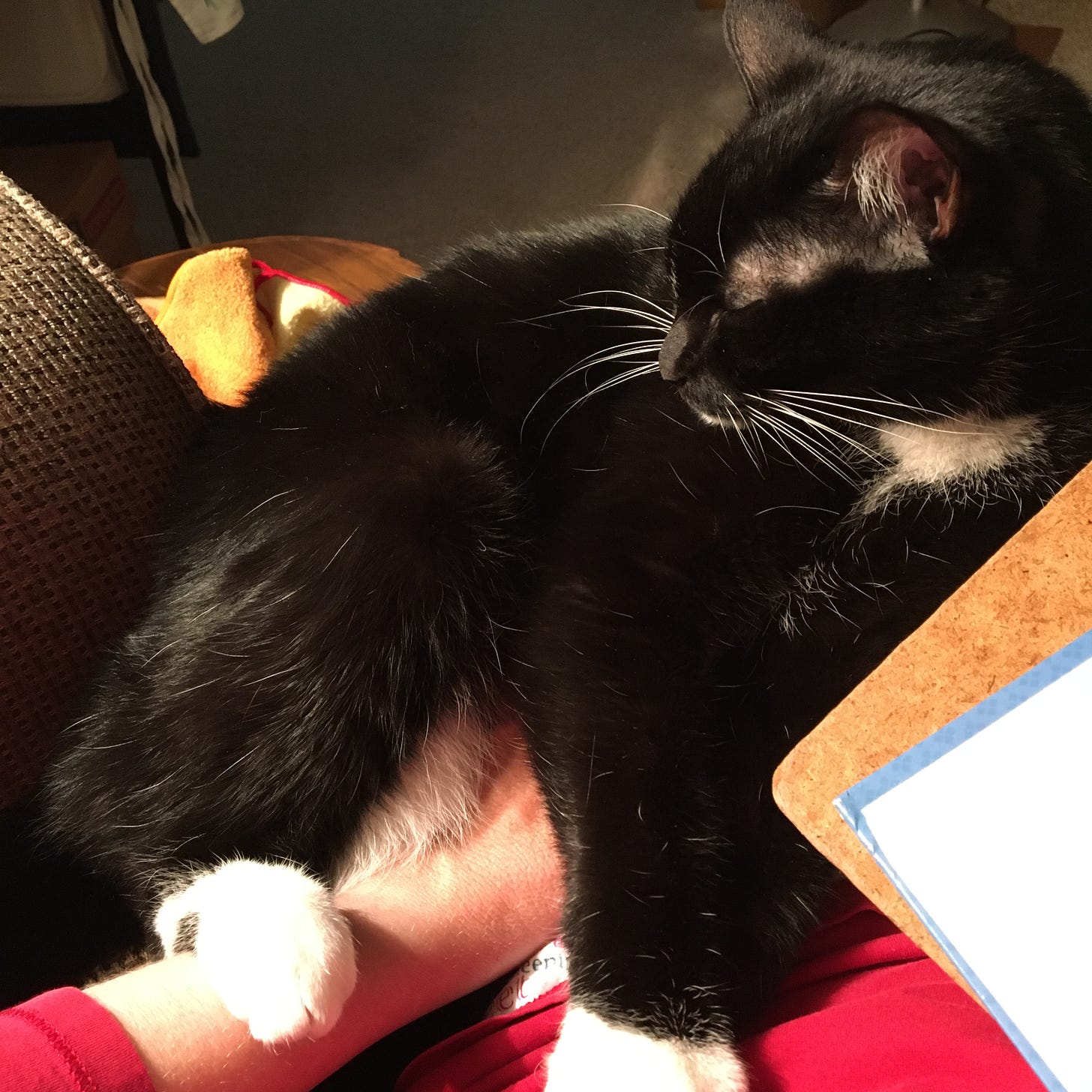 A black cat with white paws and chin sits next to a large book with a person's hand against her belly.