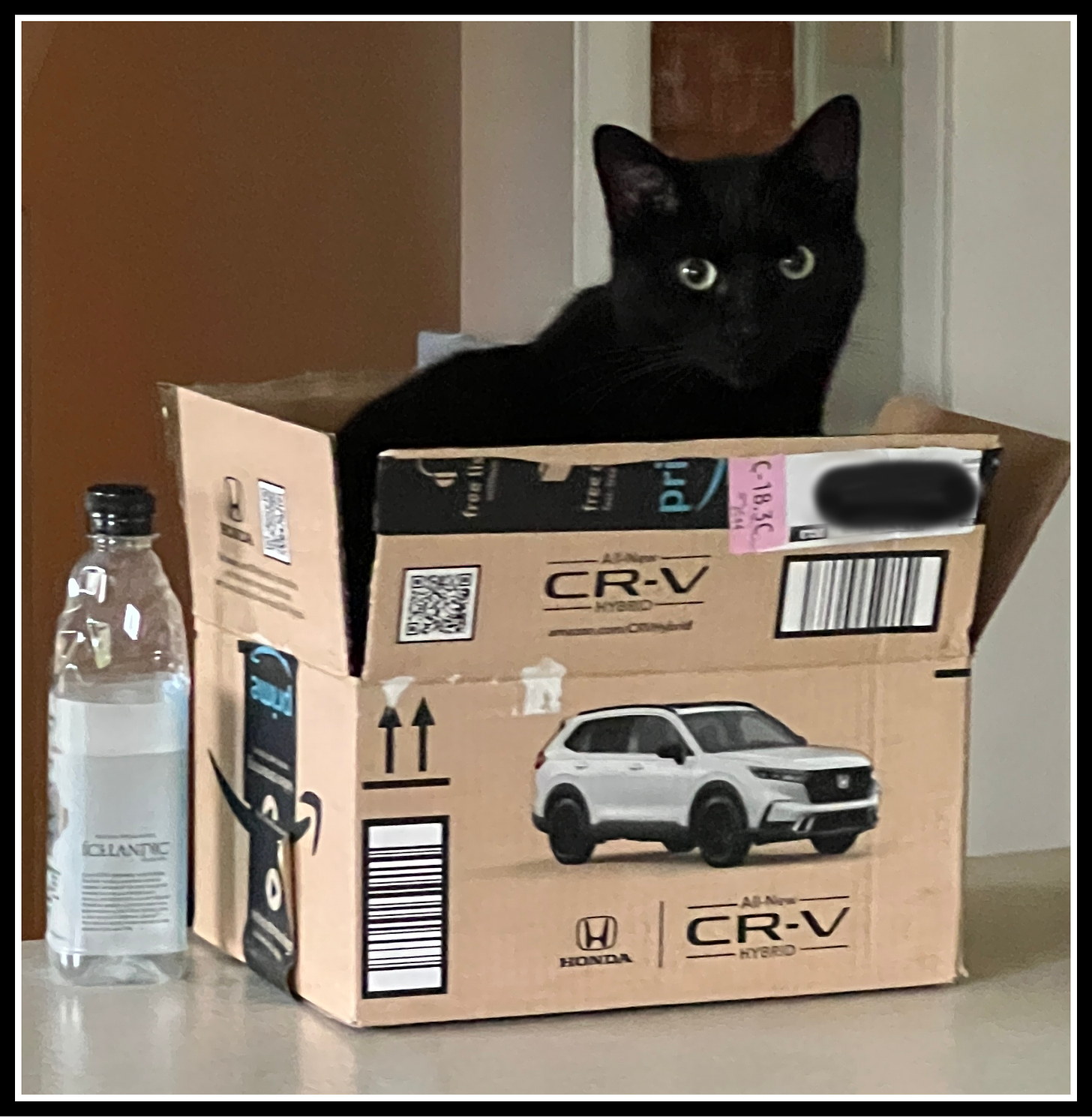 Black cat in Amazon box.