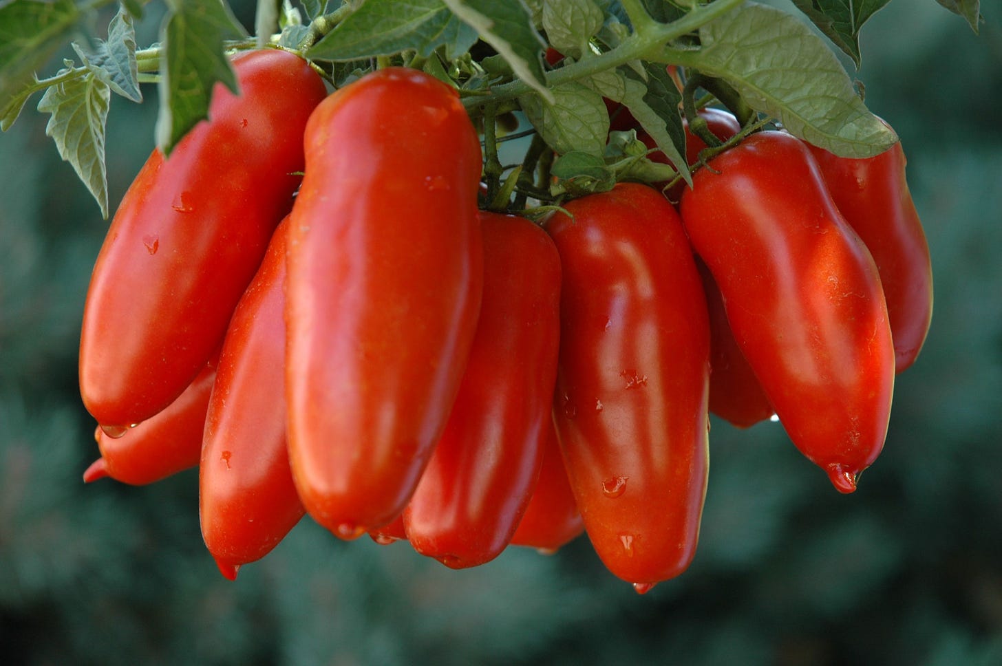 Italiaanse San Marzano tomaten | Tomaten, Gezond, Tomatensaus