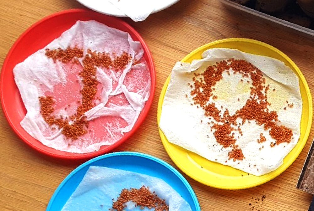 Cress seeds on colourful plates