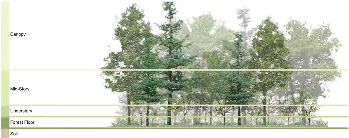 illustration that shows the various layers of a forest