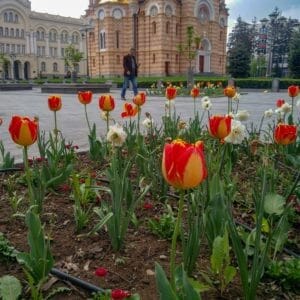 Banja Luka Tulip