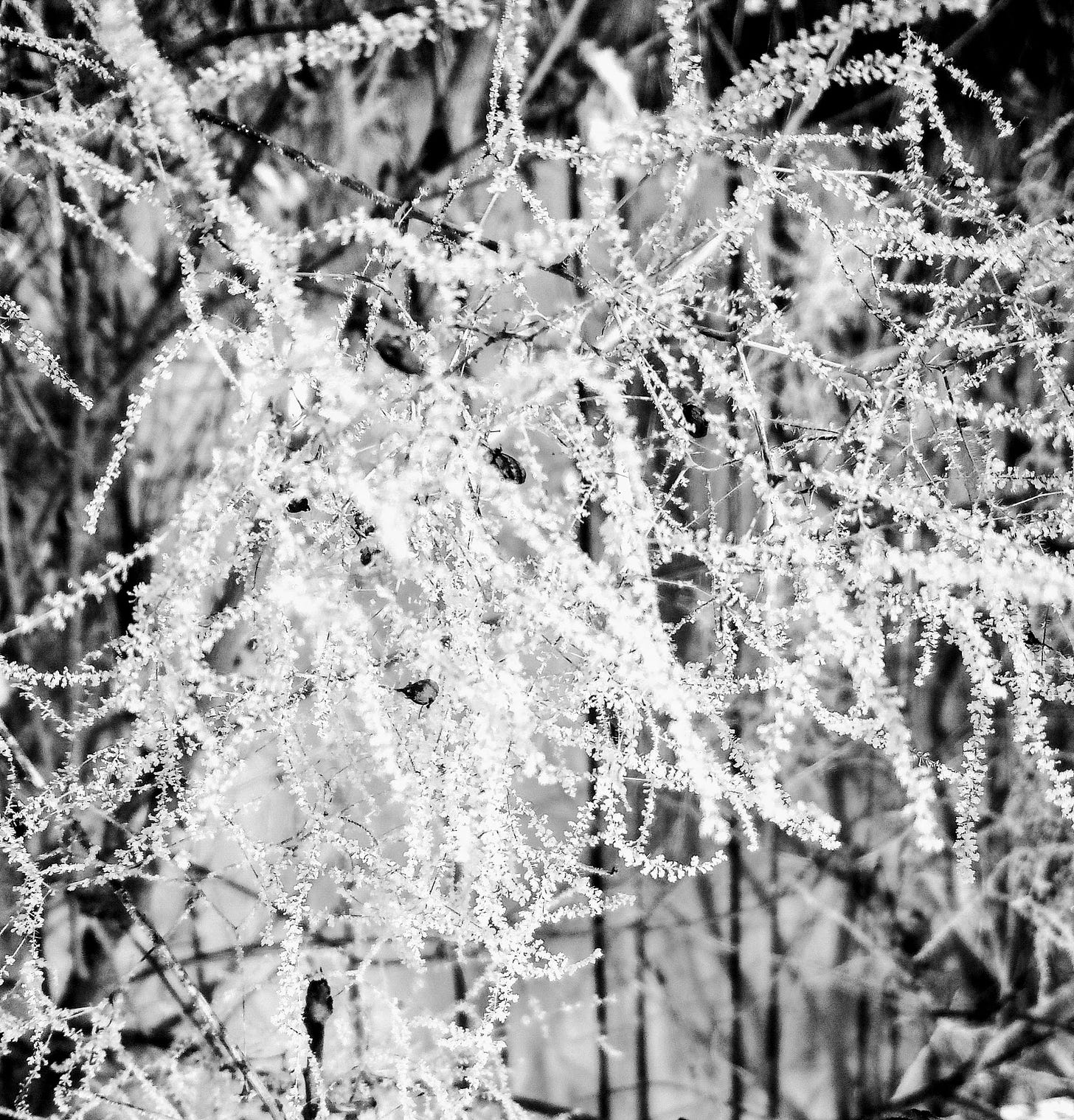 Branches covered in frost (black and white)