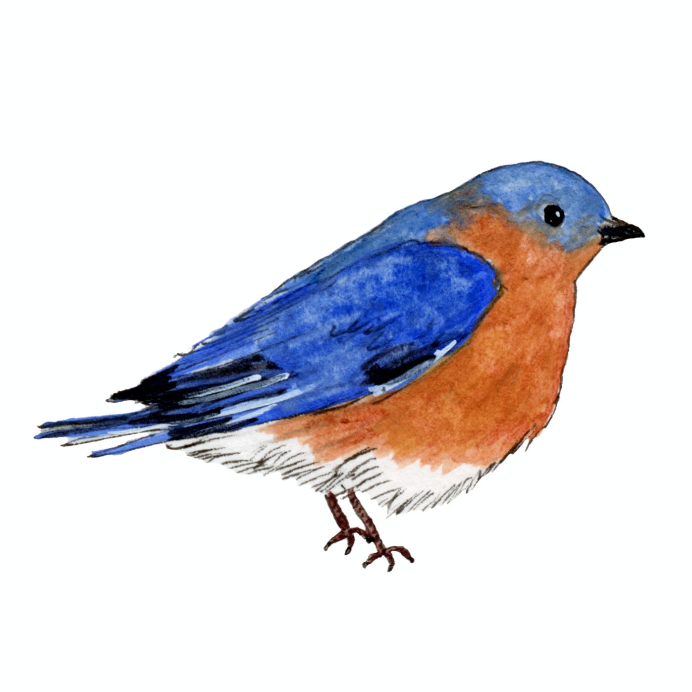 Jodi Ettenberg newsletter bluebird mascot