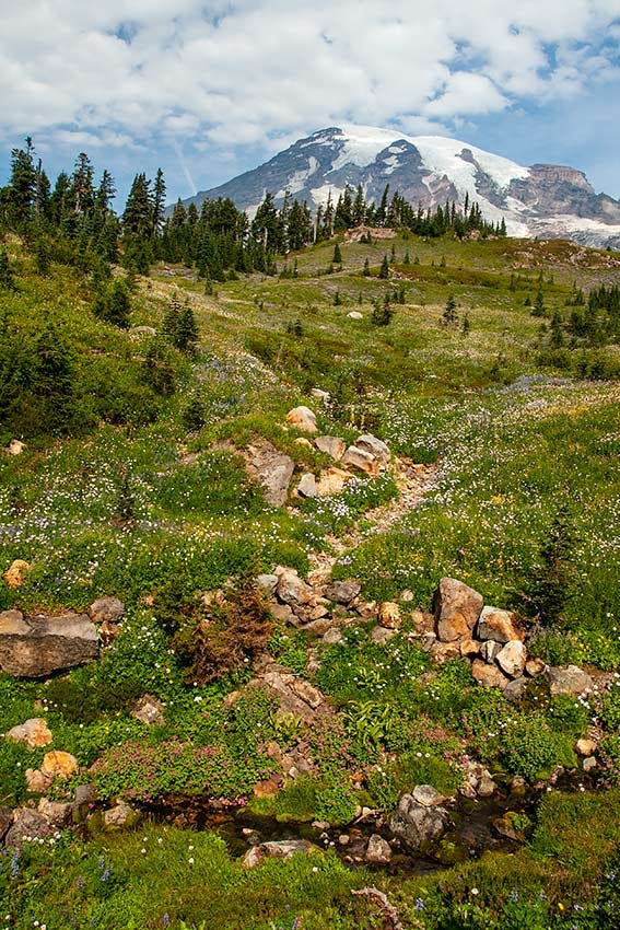 the summit of Mount Rainier, snowcapped with bare sides, peeks out above the hillside bright with sprinkled white and yellow flowers, a stream channel winding through the middle marked by yellow rocks, while a channel with water passes across the frame, edged with bunches of pink flowers