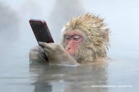 The Story Behind This Incredible Photo Of A Snow Monkey Using An iPhone -  500px