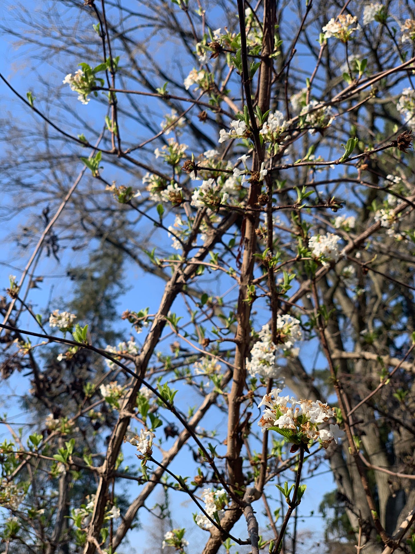 brown branches against a bright blue sky with small white flowers starting to bloom