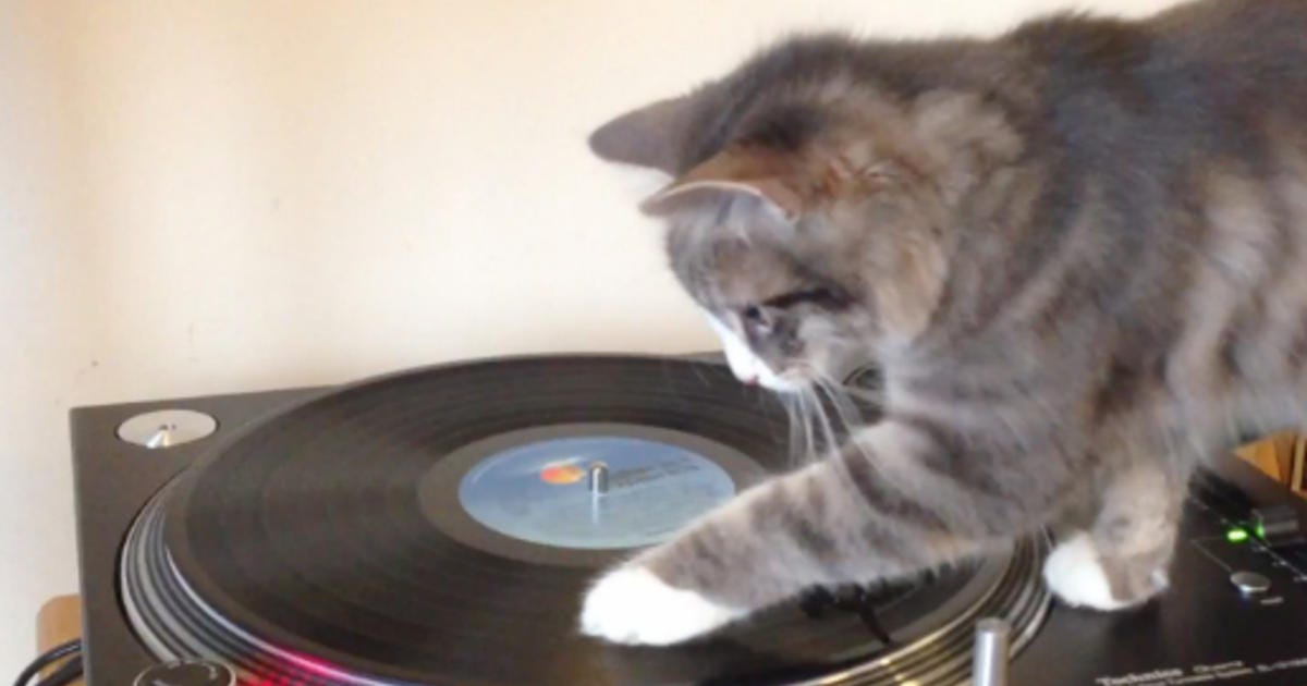 Watch this cute cat remix and scratch Bob Marley - CBS News