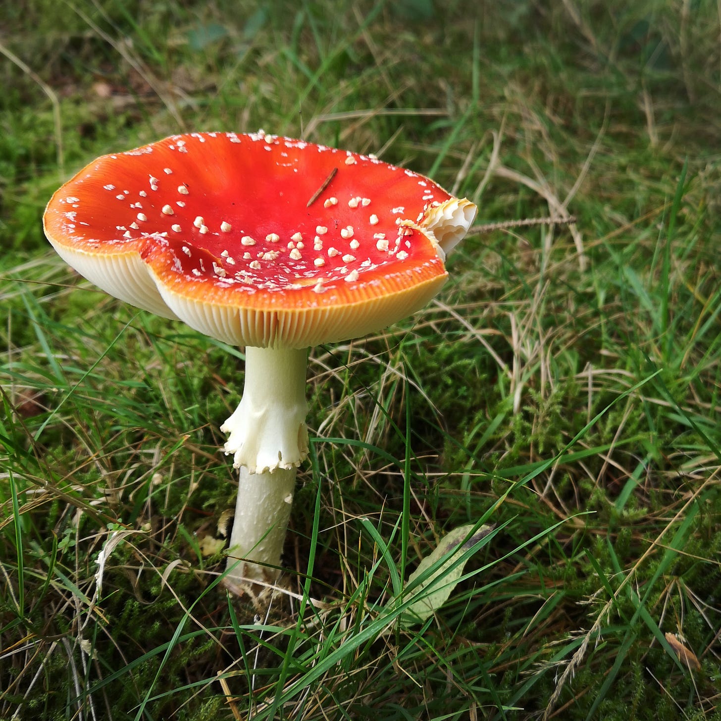 Image description: A mature fly agaric mushroom, with a tall white stalk and frilly skirt visible. The cap is upturned into a cup shape, with white gills showing beneath the surface of birhgt red flecked with white spots.