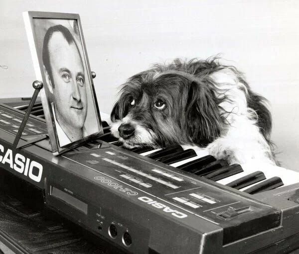 Pippin the dog rests its head on a keyboard and gazes up to a picture atop the keyboard. the picture is of Phil Collins. We presume Pippin loves and or misses Phil.