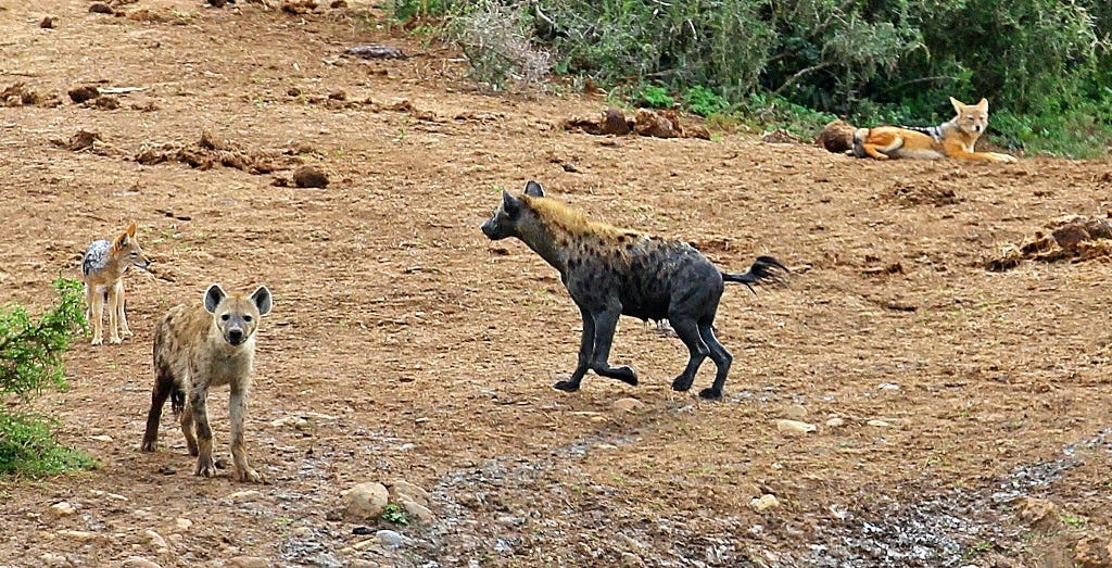 Two hyenas and two jackals
