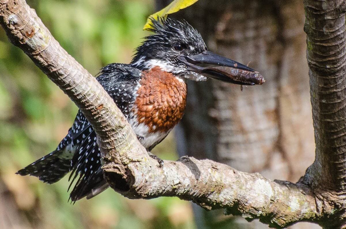 Giant Kingfisher – Footsteps Eco-Lodge