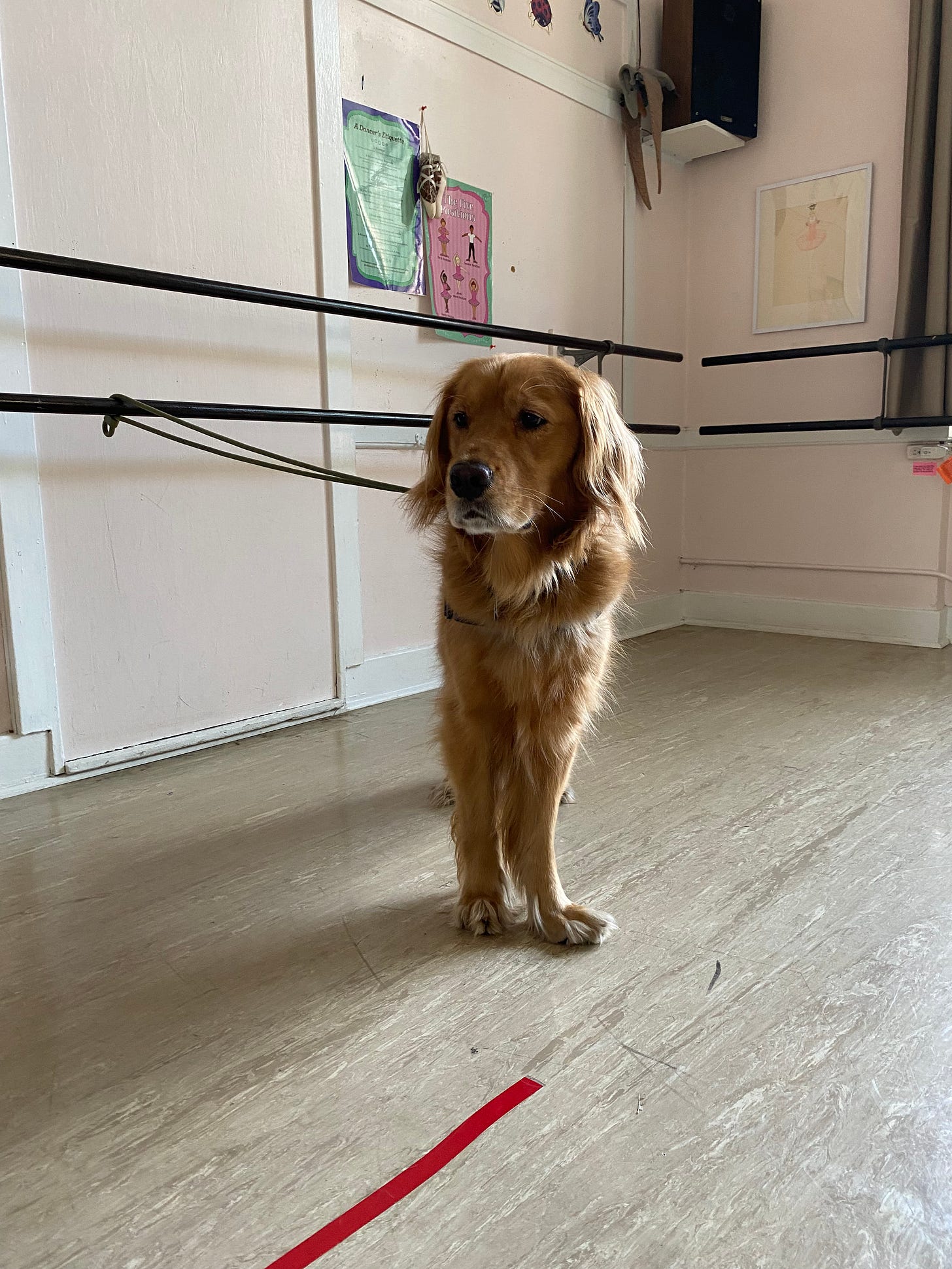 golden retriever in a ballet studio with turned out paws
