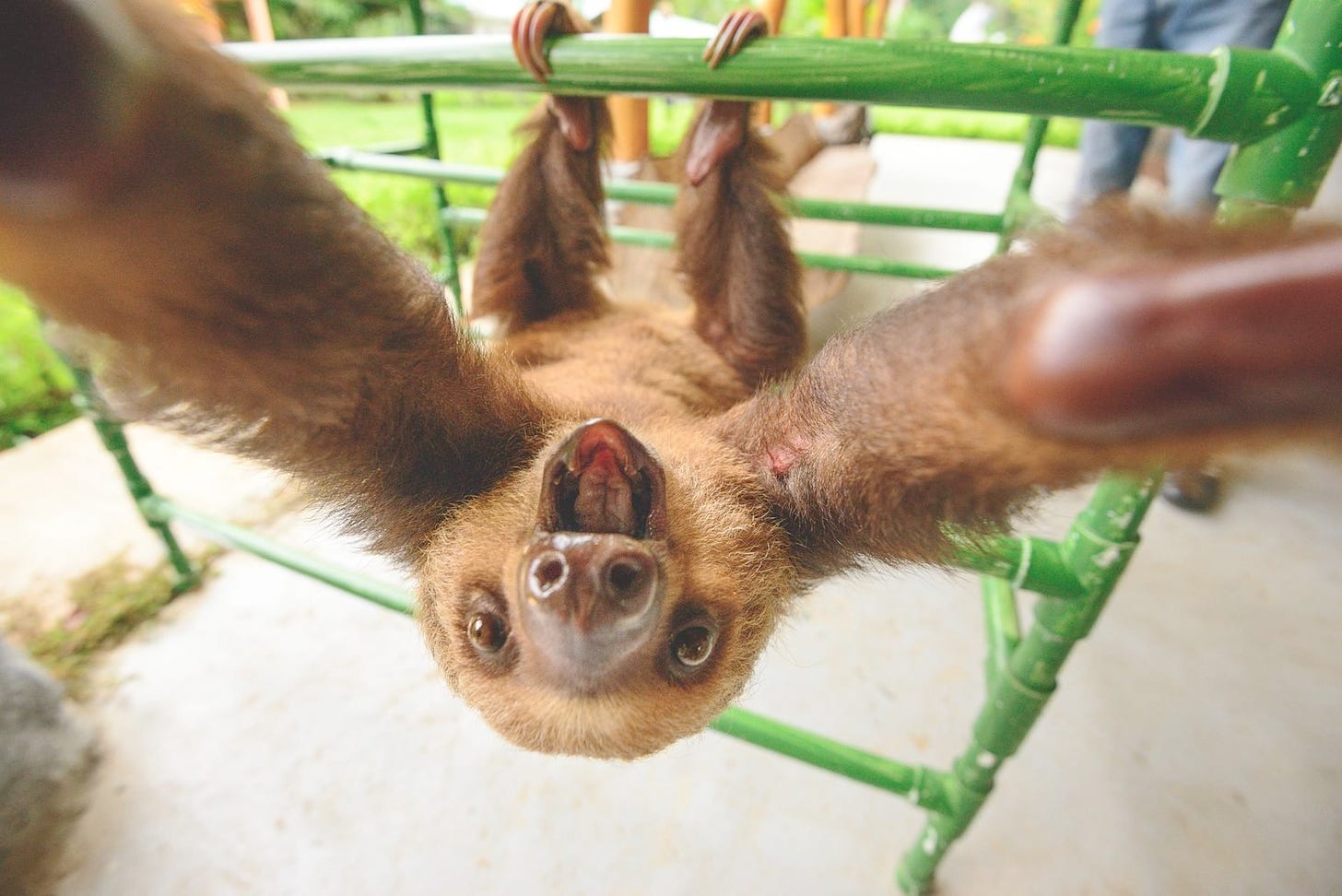 Image of cute sloth hanging upside down