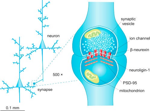 The quantum physics of synaptic communication via the SNARE protein complex  - ScienceDirect