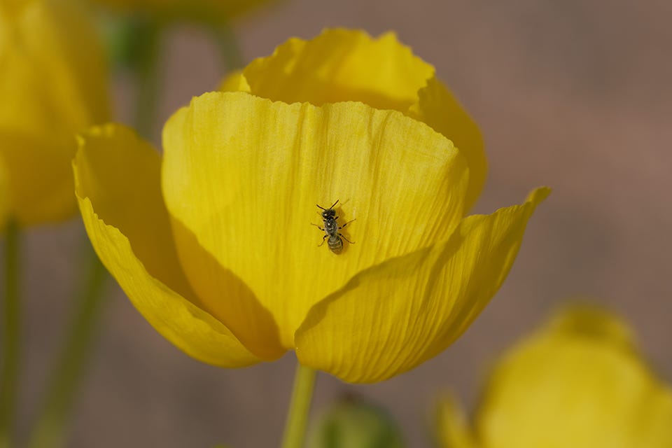 Image of poppy bee on yellow flower.