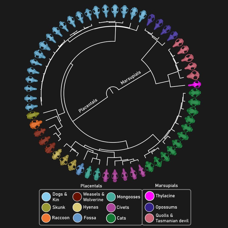 Evolutionary tree of comparative species