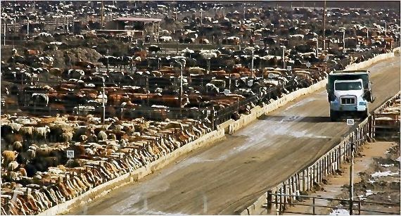 Cattle feedlots have been compared to crowded medieval cities with open sewers and choking air – the difference being that feedlots have antibiotics to keep the occupants alive.