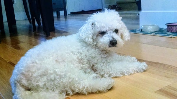 Say hi to Lulu, aka Dorby, the wonderful dog of Extras subscriber L.