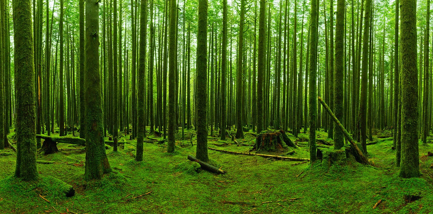 Peaceful photos of forests: high resolution prints by VAST