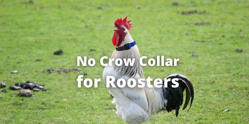 No Crow Collar for Roosters: All About Its Use, Pros, &amp; Cons
