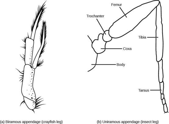 Difference Between Biramous and Uniramous Arthropods | Compare the  Difference Between Similar Terms