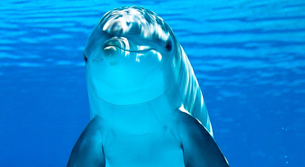 Saiba mais sobre os golfinhos de Fernando de Noronha