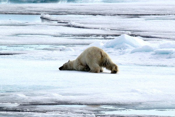 Polar bear snow bath