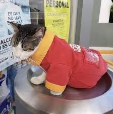 Convenience store cat has it's own uniform : Catswithjobs