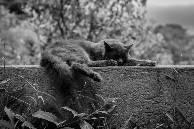 Black and white photo of a cat resting on a ledge.