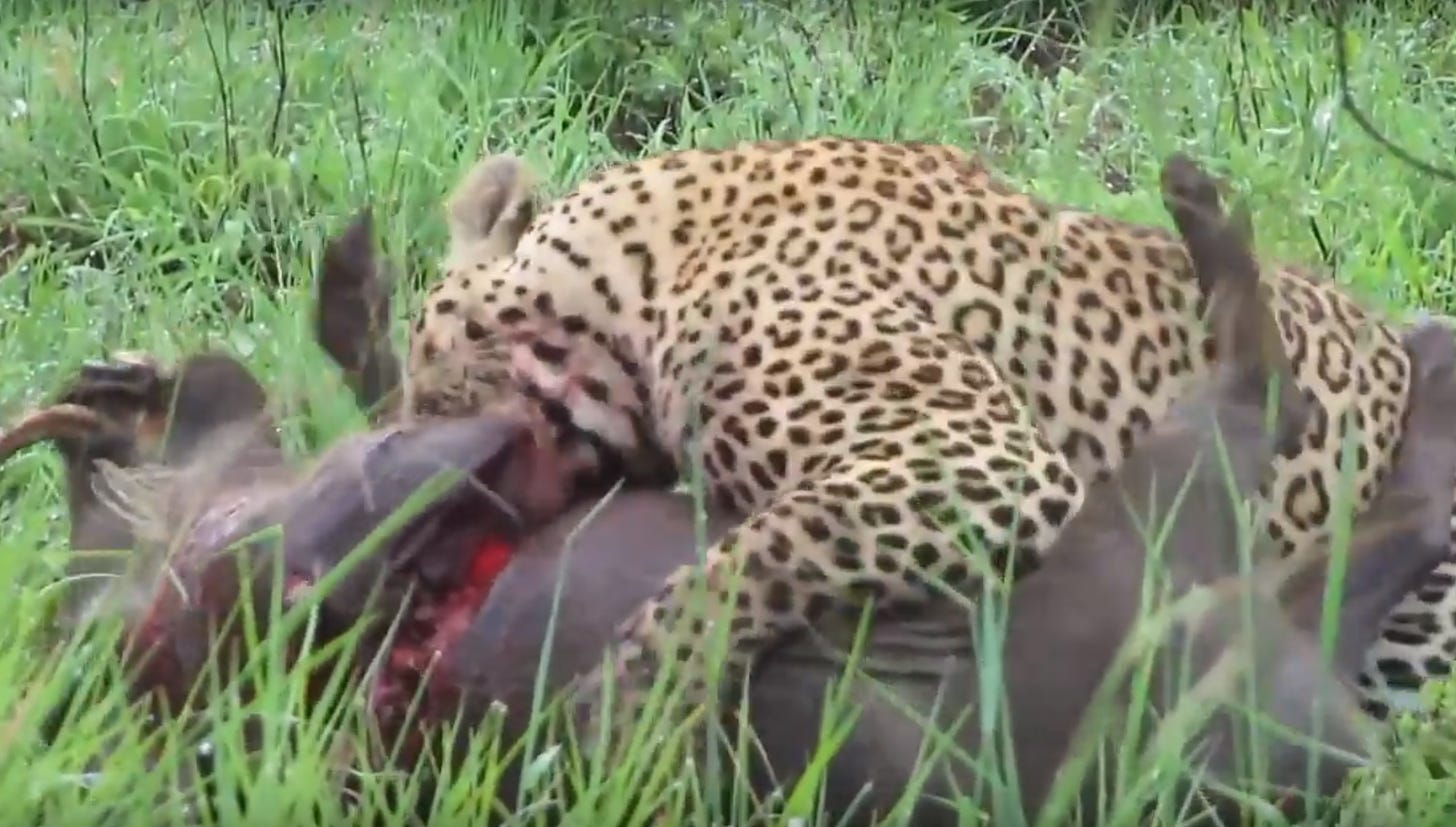 File:Leopard Killing Warthog Graphic Latest Wildlife Sightings Hd 2.png -  Wikimedia Commons