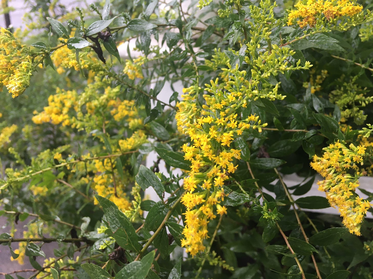 Narrow sprigs of goldenrod flowers and dark green leaves