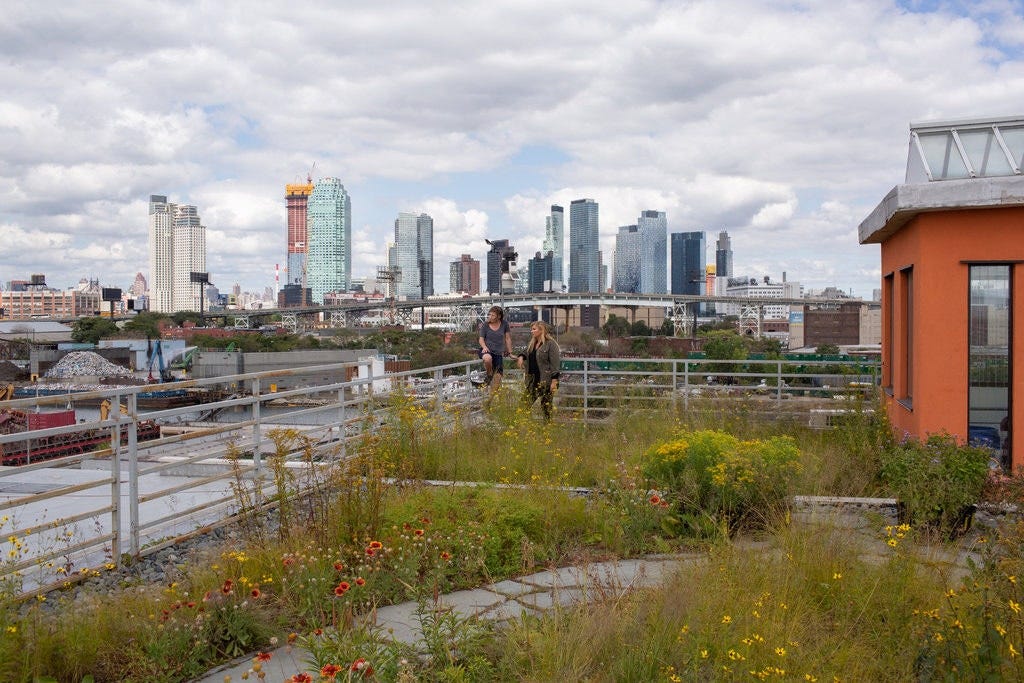 Image of green roof in New York City.